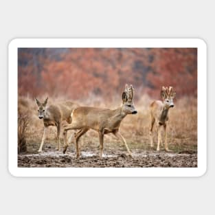 Roe deer family Sticker